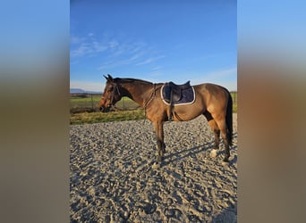 Meer warmbloeden, Ruin, 14 Jaar, 170 cm, Donkerbruin