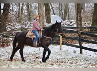 Meer warmbloeden, Ruin, 14 Jaar, 173 cm, Zwart