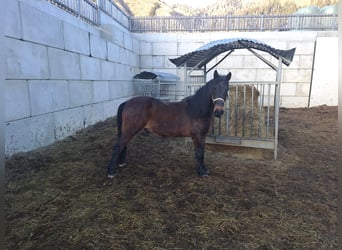 Meer warmbloeden, Ruin, 15 Jaar, 143 cm