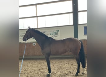 Meer warmbloeden, Ruin, 15 Jaar, 164 cm, Bruin
