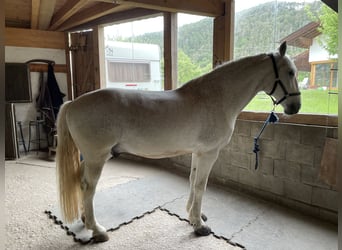 Meer warmbloeden, Ruin, 15 Jaar, 165 cm, Vliegenschimmel
