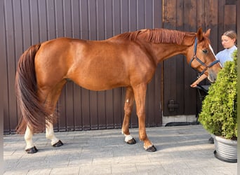 Meer warmbloeden, Ruin, 15 Jaar, 165 cm, Vos