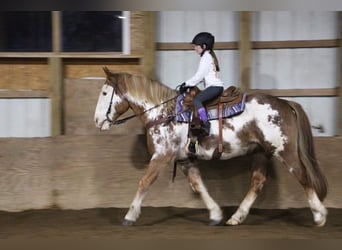 Meer warmbloeden, Ruin, 15 Jaar, 168 cm, Overo-alle-kleuren