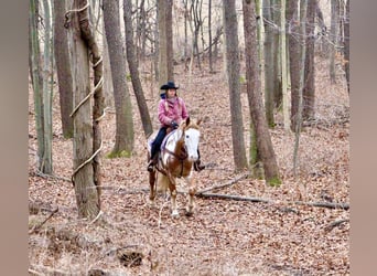 Meer warmbloeden, Ruin, 15 Jaar, 168 cm, Overo-alle-kleuren