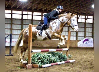 Meer warmbloeden, Ruin, 15 Jaar, 168 cm, Overo-alle-kleuren