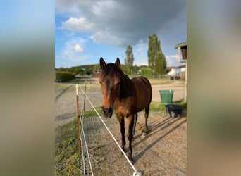 Meer warmbloeden Mix, Ruin, 16 Jaar, 155 cm, Donkerbruin