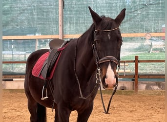 Meer warmbloeden, Ruin, 16 Jaar, 165 cm, Zwart