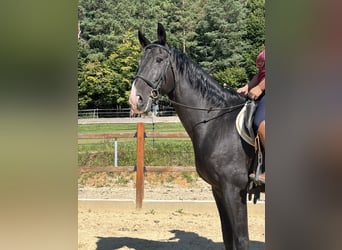 Meer warmbloeden, Ruin, 16 Jaar, 167 cm, Zwart