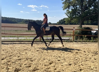 Meer warmbloeden, Ruin, 16 Jaar, 167 cm, Zwart