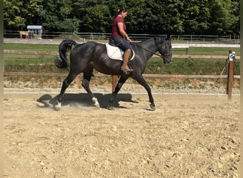 Meer warmbloeden, Ruin, 16 Jaar, 167 cm, Zwart