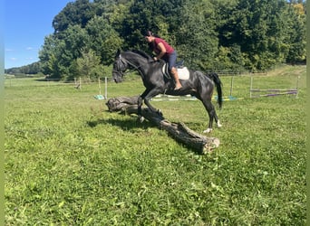 Meer warmbloeden, Ruin, 16 Jaar, 167 cm, Zwart