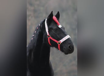 Meer warmbloeden, Ruin, 17 Jaar, 160 cm, Zwart