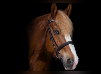 Meer warmbloeden Mix, Ruin, 17 Jaar, 167 cm, Donkere-vos