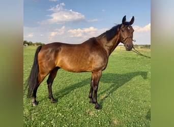 Meer warmbloeden, Ruin, 17 Jaar, 172 cm, Bruin