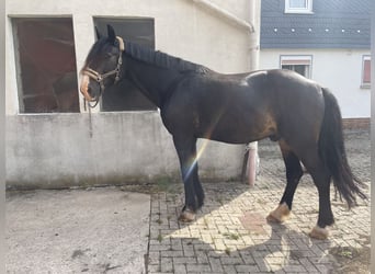 Meer warmbloeden Mix, Ruin, 17 Jaar, 172 cm, Zwart