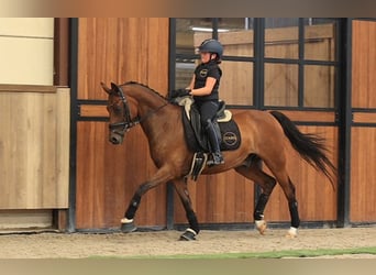 Meer warmbloeden, Ruin, 18 Jaar, 148 cm, Bruin
