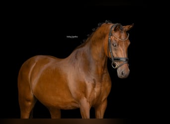 Meer warmbloeden, Ruin, 18 Jaar, 148 cm, Bruin