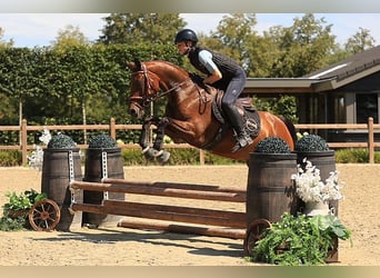 Meer warmbloeden, Ruin, 18 Jaar, 148 cm, Bruin