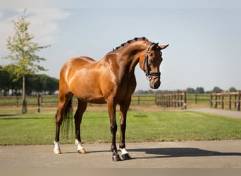 Meer warmbloeden, Ruin, 18 Jaar, 148 cm, Bruin