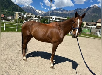 Meer warmbloeden, Ruin, 18 Jaar, 167 cm, Donkere-vos