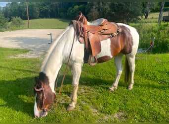 Meer warmbloeden Mix, Ruin, 19 Jaar, 158 cm, Gevlekt-paard