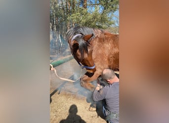 Meer warmbloeden, Ruin, 19 Jaar, 168 cm, Bruin