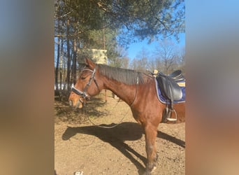Meer warmbloeden, Ruin, 19 Jaar, 168 cm, Bruin
