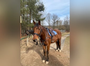 Meer warmbloeden, Ruin, 19 Jaar, 168 cm, Bruin
