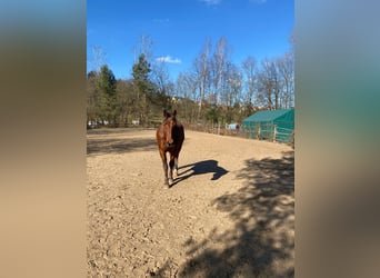 Meer warmbloeden, Ruin, 19 Jaar, 168 cm, Bruin