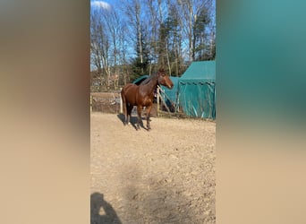 Meer warmbloeden, Ruin, 19 Jaar, 168 cm, Bruin