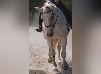 Meer warmbloeden, Ruin, 19 Jaar, 182 cm, Schimmel