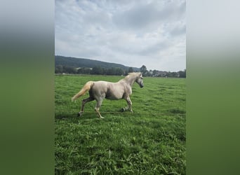 Meer warmbloeden Mix, Ruin, 20 Jaar, 161 cm, Wit