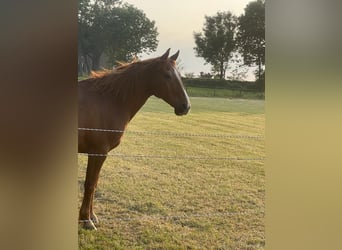 Meer warmbloeden, Ruin, 21 Jaar, Vos