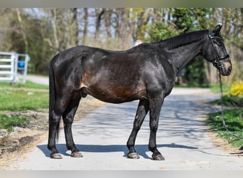 Meer warmbloeden, Ruin, 23 Jaar, 165 cm, Donkerbruin
