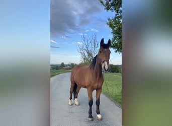 Meer warmbloeden, Ruin, 25 Jaar, 175 cm, Bruin