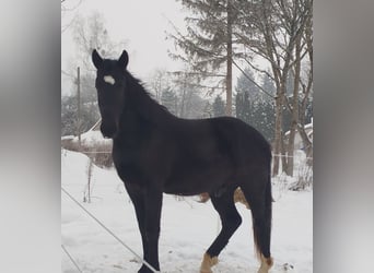 Meer warmbloeden Mix, Ruin, 2 Jaar, 158 cm, Zwart