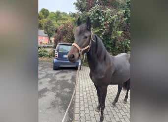 Meer warmbloeden, Ruin, 2 Jaar, 160 cm, Donkerbruin