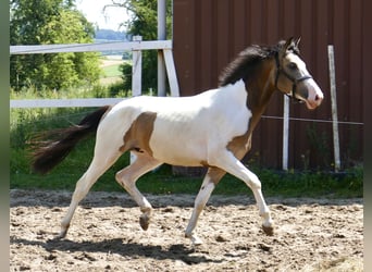 Meer warmbloeden, Ruin, 2 Jaar, 168 cm, Gevlekt-paard