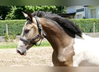 Meer warmbloeden, Ruin, 2 Jaar, 168 cm, Gevlekt-paard