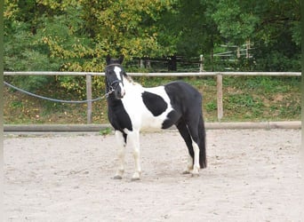 Meer warmbloeden, Ruin, 3 Jaar, 144 cm, Gevlekt-paard