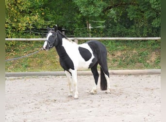 Meer warmbloeden, Ruin, 3 Jaar, 144 cm, Gevlekt-paard