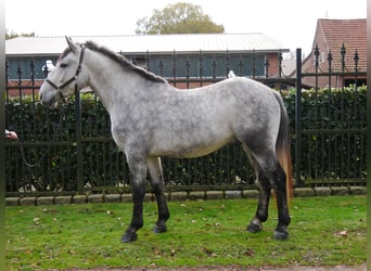 Meer warmbloeden Mix, Ruin, 3 Jaar, 154 cm