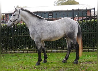 Meer warmbloeden Mix, Ruin, 3 Jaar, 154 cm