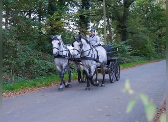 Meer warmbloeden Mix, Ruin, 3 Jaar, 154 cm