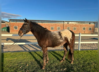 Meer warmbloeden, Ruin, 3 Jaar, 155 cm, Donkerbruin