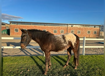 Meer warmbloeden, Ruin, 3 Jaar, 155 cm, Donkerbruin