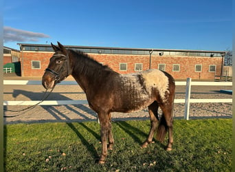 Meer warmbloeden, Ruin, 3 Jaar, 155 cm, Donkerbruin