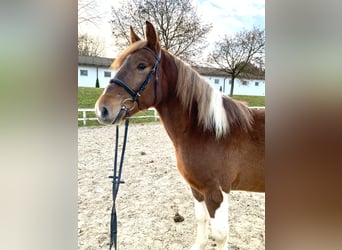 Meer warmbloeden Mix, Ruin, 3 Jaar, 155 cm, Gevlekt-paard