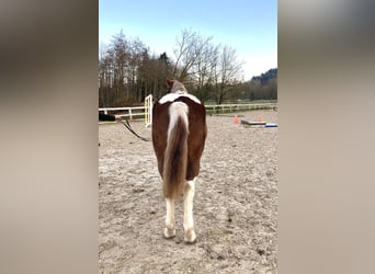 Meer warmbloeden Mix, Ruin, 3 Jaar, 155 cm, Gevlekt-paard