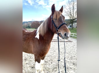 Meer warmbloeden Mix, Ruin, 3 Jaar, 155 cm, Gevlekt-paard